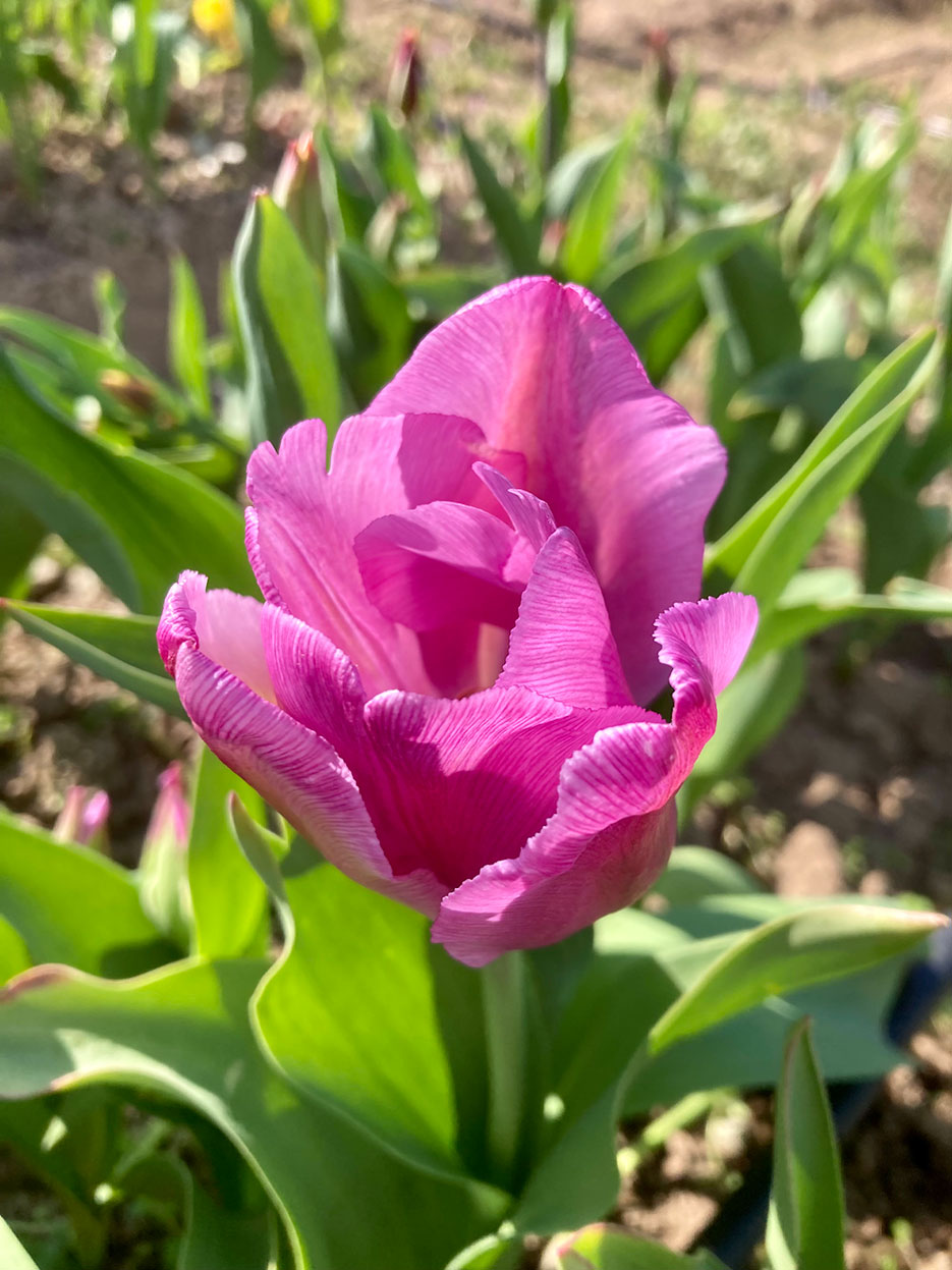 Tulipes – L’année prochaine !