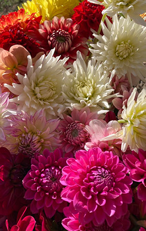 Dahlias