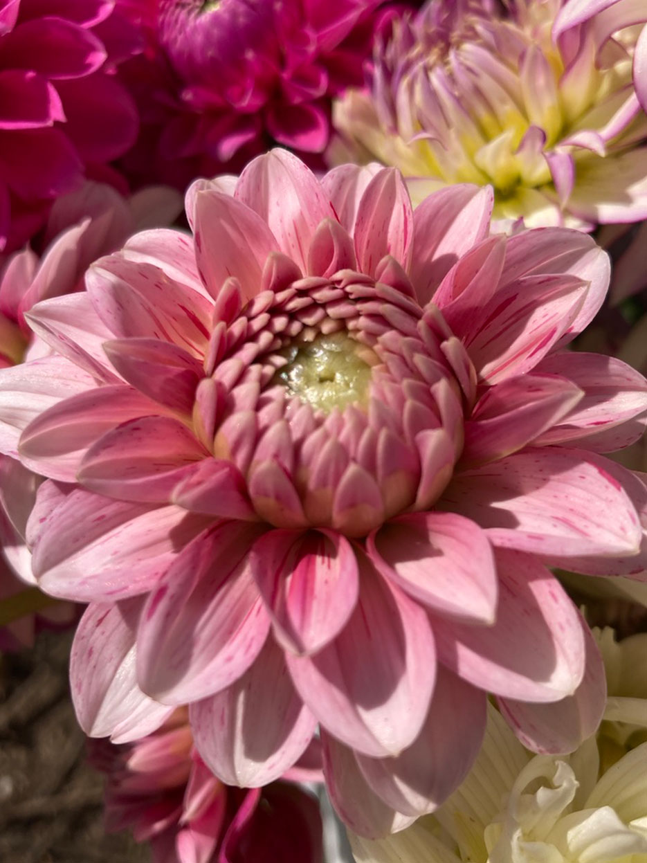 Dahlias