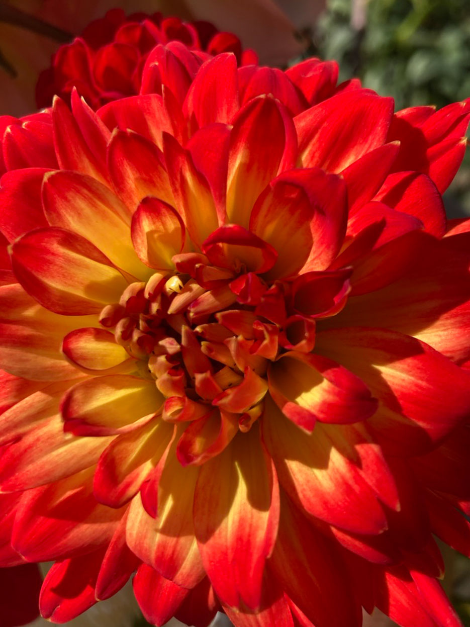 Dahlias