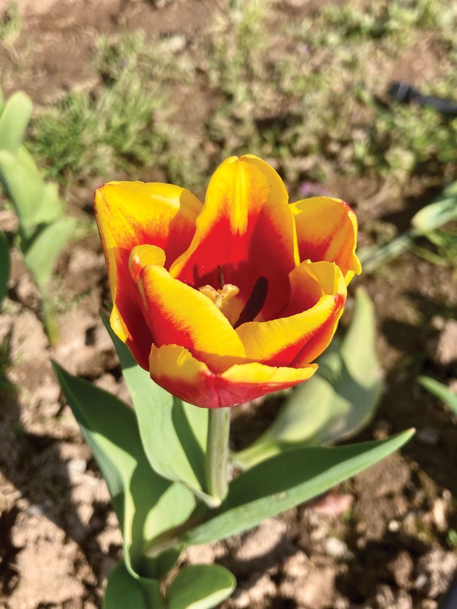 Tulipes – L’année prochaine !